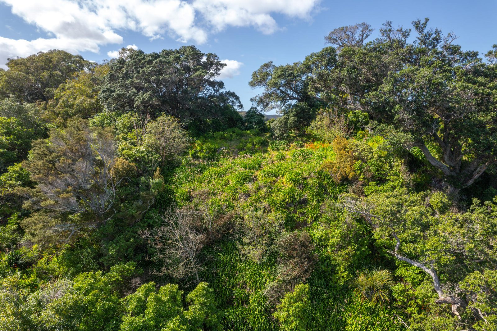 12 Pohutukawa Avenue, Omiha, photo 2