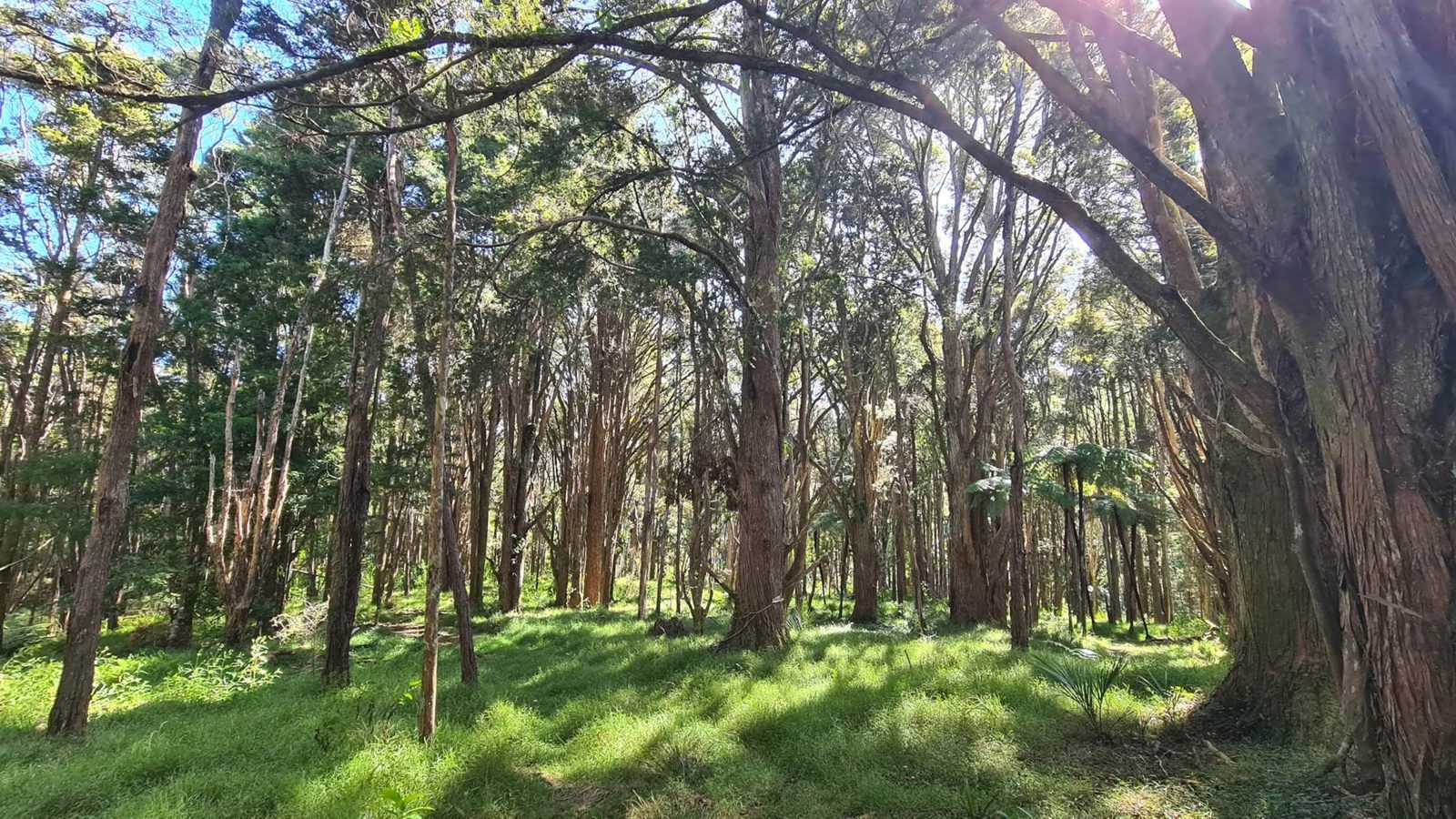 297A Wilson Road, Wellsford, photo 9